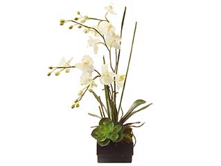 John Richard | Phalaenopsis | Artificial Flower