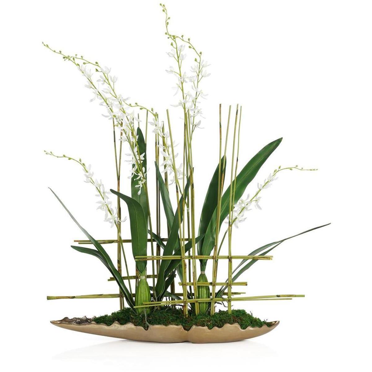 John-Richard JRB-5563 Asian Cymbidiums Botanical/Floral