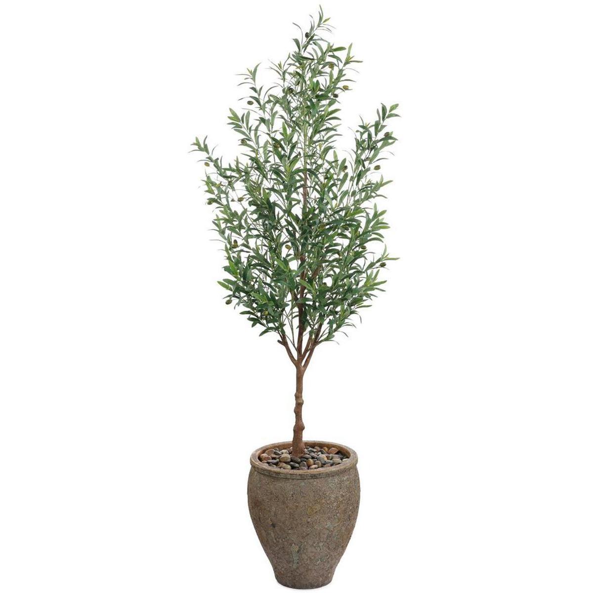 Italian Olive Tree