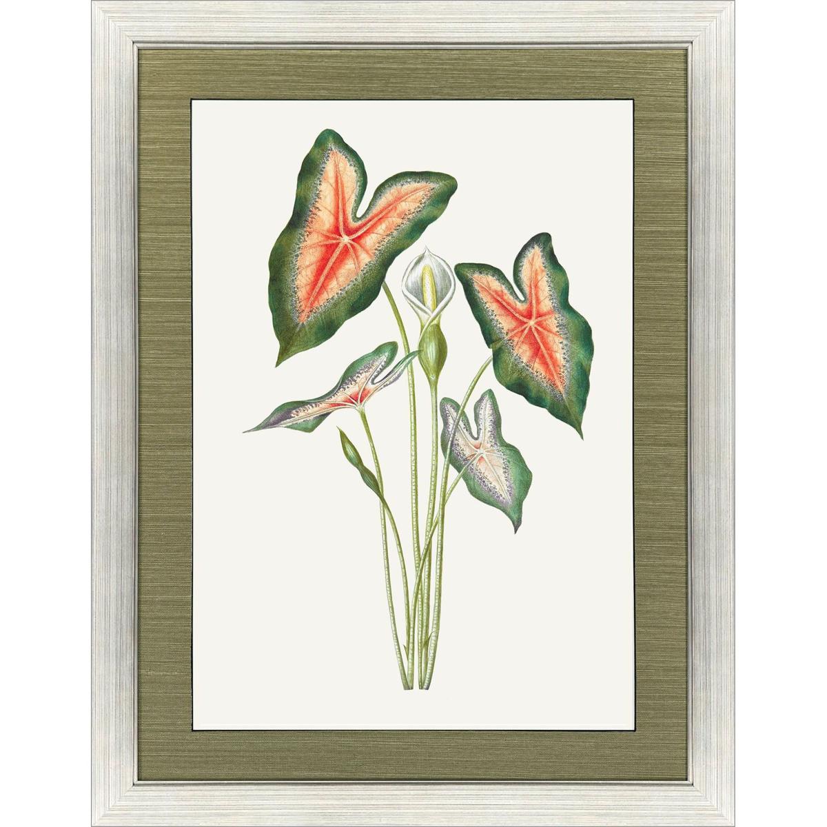 Paragon 33251 Bird of Paradise / Cactus Floral / Caladium / Downward Red Floral Red and Green and Multi Framed Art