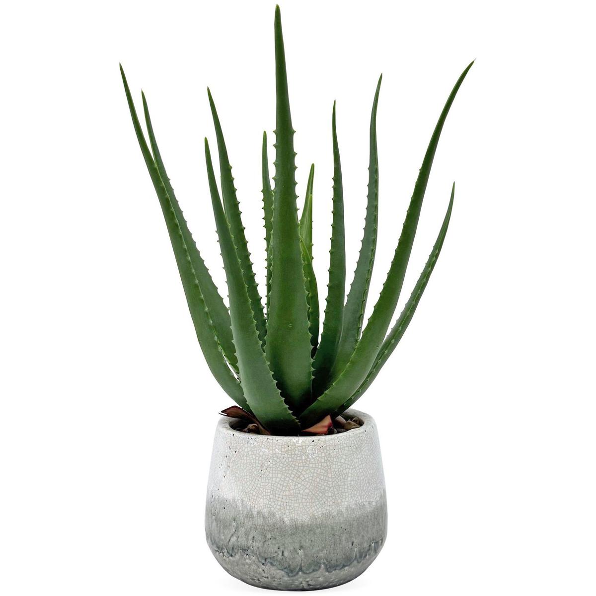 Uttermost 60262 Veranda Aged White and Blue-Gray Indoor Outdoor Aloe Plant